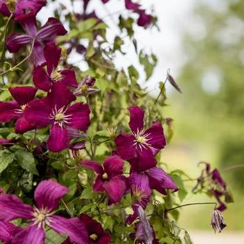 Clematis viticella