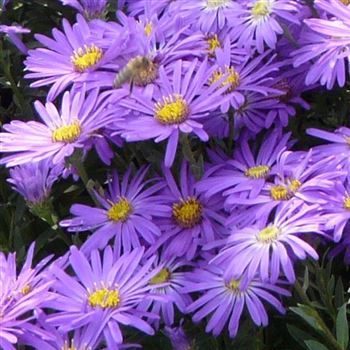 aster_amellus_breslau_GM_Q1.jpg