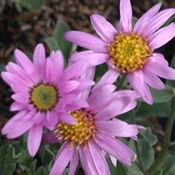 aster_amellus_rosa_erfuellung_GM_Q1.jpg