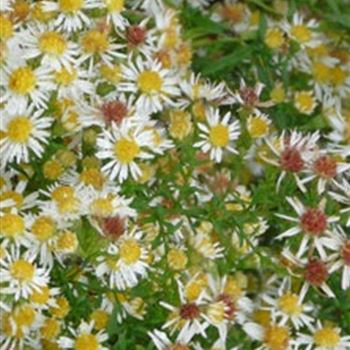 aster_ericoides_weisser_zwerg_GM_Q1.jpg