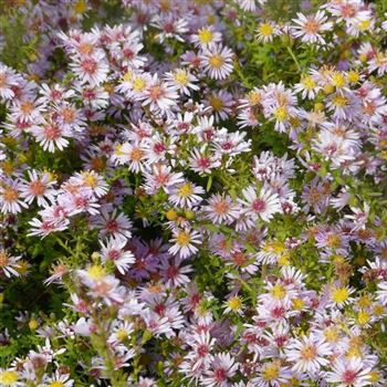 aster_ericoides_lovely_GM_Q1.jpg