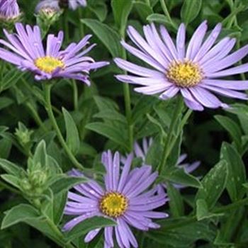 aster_x_frikartii_moench_GM_Q1.jpg