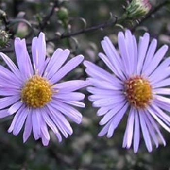 aster_laevis_calliope_GM_R2.jpg