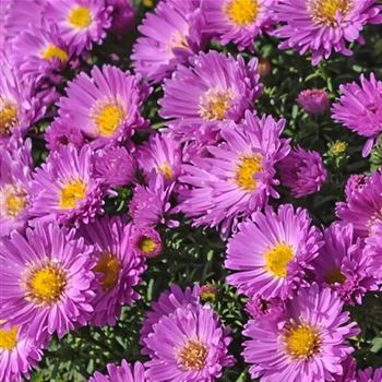 Aster_dumosus_Nesthaekchen_HRM_Q1.jpg