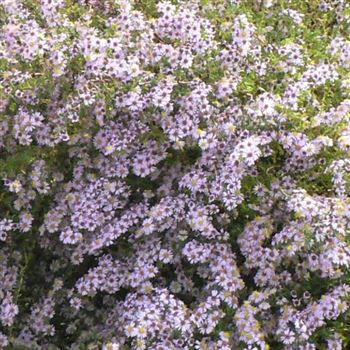 Aster_ericoides_Erlkoenig_BM_Q1.jpg