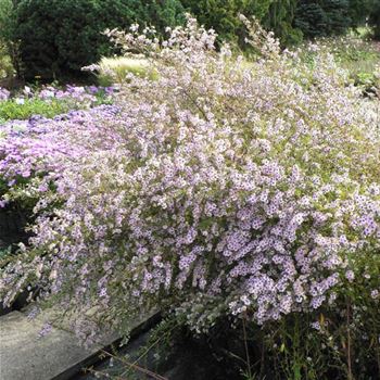 Aster_ericoides_Erlkoenig_BM_Q2.jpg