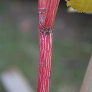 Acer conspicum 'Phoenix'.jpg