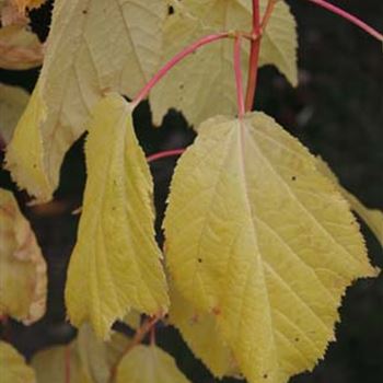 Acer conspicum 'Phoenix'1.jpg