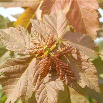 Acer cons. 'Phoenix'.JPG