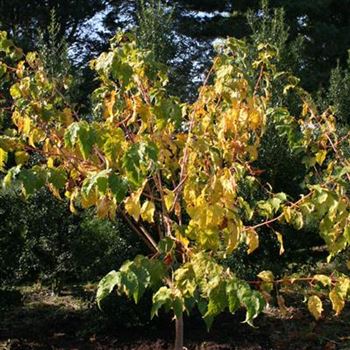 Acer conspicum Phoenix 01.jpg