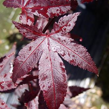 Acer palmatum Red Emperor 1.JPG