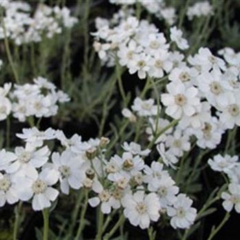 achillea_ageratifolia_GM_Q1.jpg