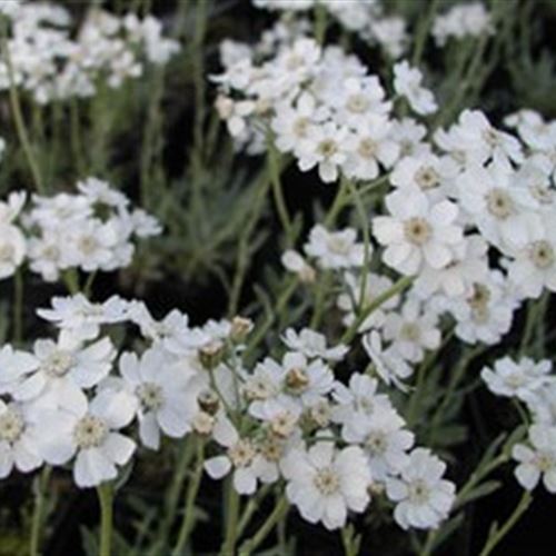 Achillea ageratifolia