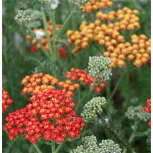 Achillea filipendulina 'Feuerland'