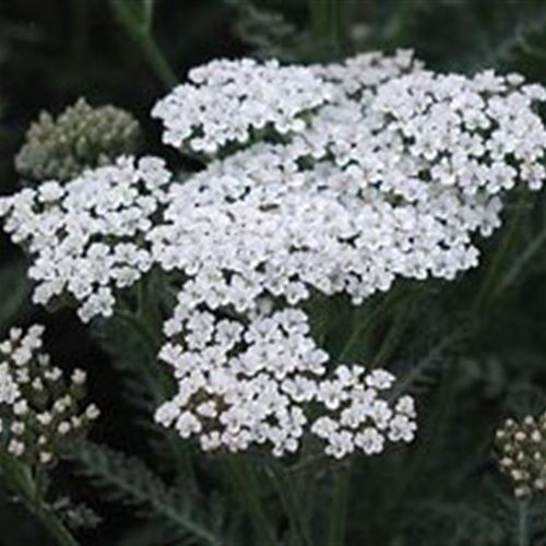 Achillea filipendulina 'Heinrich Vogeler'