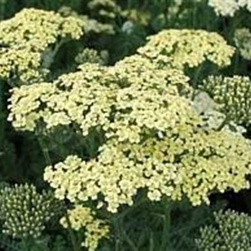 Achillea filipendulina 'Hella Glashoff'