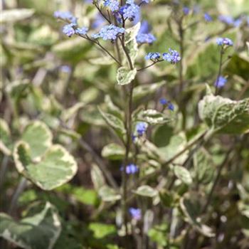 Brunnera macrophylla 'Hadspen Cream'