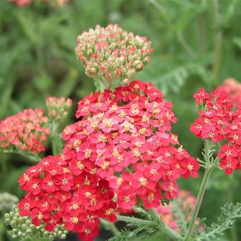 achillea_millefolium_fanal_GM_R2.jpg