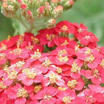 achillea_millefolium_fanal_GM_Q1.jpg