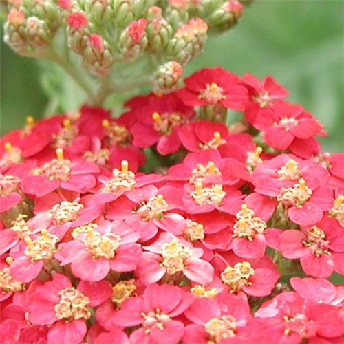 Achillea millefolium 'Fanal'