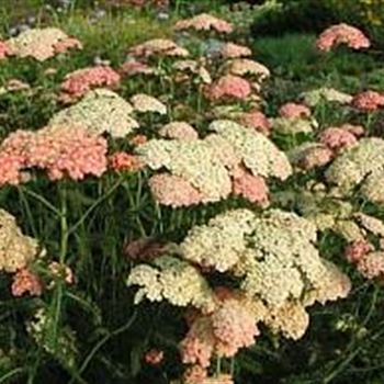 achillea_millefolium_hybride_lachsschoenheit_GM_Q1.jpg