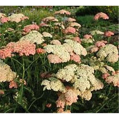 Achillea millefolium 'Lachsschoenheit'