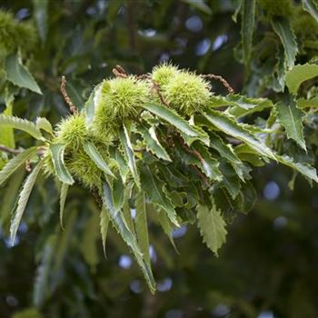 Castanea sativa