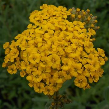 Achillea_tomentosa_Aurea_WI_Q2.jpg