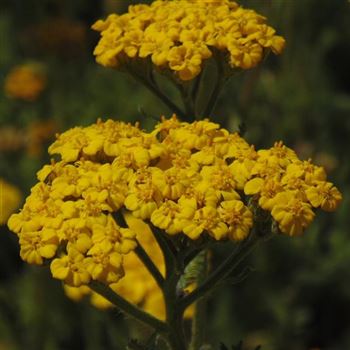 Achillea_tomentosa_Aurea_WI_Q1.jpg