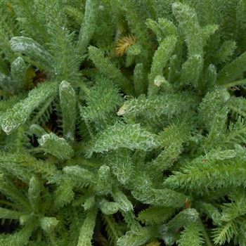 Achillea_tomentosa_Aurea_WI_Q4.jpg