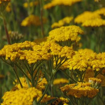 Achillea_tomentosa_Aurea_WI_Q3.jpg