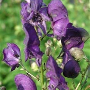 aconitum_henryi_spark_GM_Q1.jpg