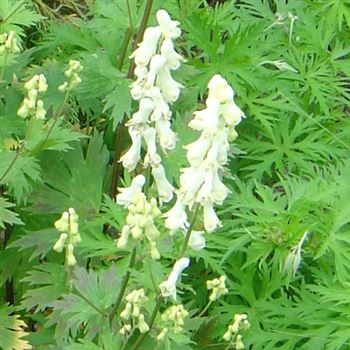 Aconitum_septentrionale_Ivorine_BM_Q1.jpg