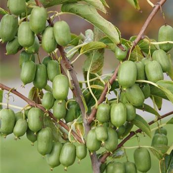 Actinidia_arguta_Issai_2012_8618.jpg