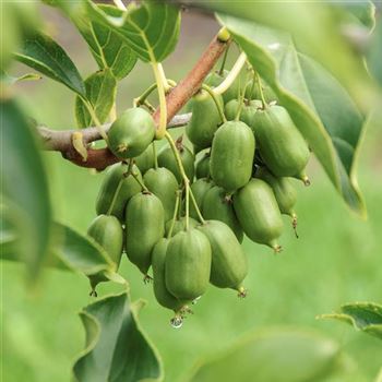 Actinidia_arguta_Issai_2010_6905_x.jpg