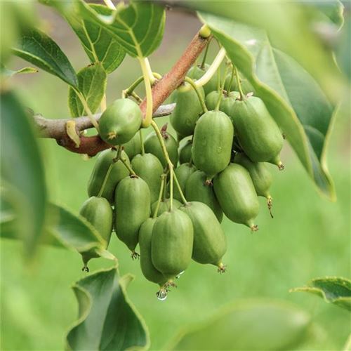 Actinidia arguta 'Issai'