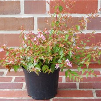 Abelia 'Edward Goucher' C2.JPG