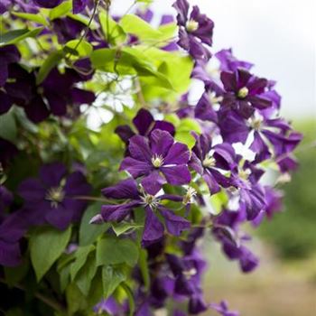 Clematis viticella 'Etoile Violette'