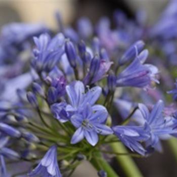 agapanthus_africanus_headbourne_GM_Q1.jpg