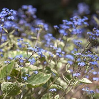 Brunnera macrophylla 'Hadspen Cream'