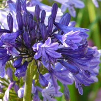 agapanthus_black_buddha_GM_Q1.jpg