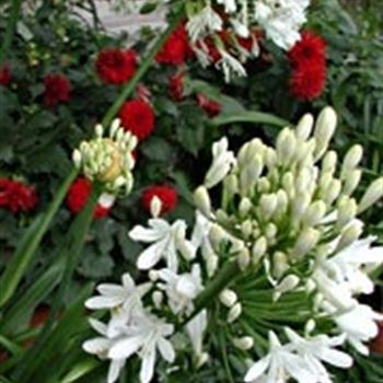 agapanthus_africanus_albus_GM_R2.jpg