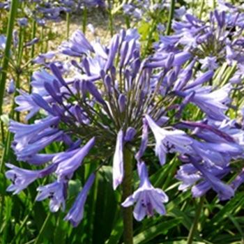 agapanthus_africanus_blue_triumphator_GM_Q1.jpg