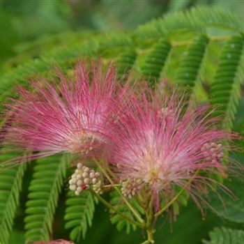 Albizia_julibrissin_Ombrella_2.JPG