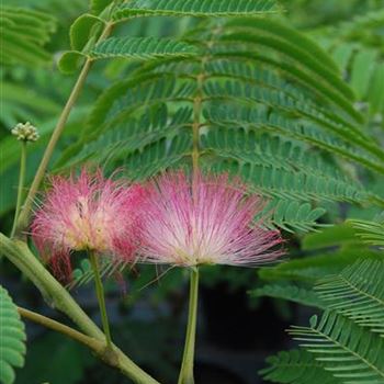 Albizia_julibrissin_Ombrella_3.JPG