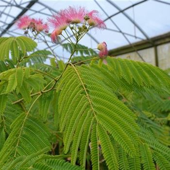 Albizia_julibrissin_Ombrella_1.JPG