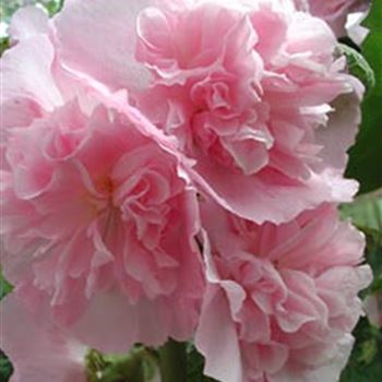 alcea_rosea_plena_rosa_GM_1.jpg