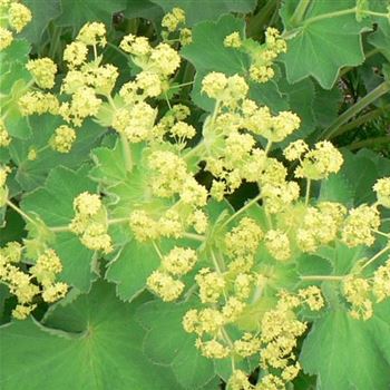 Alchemilla_mollis_Robusta_BM_Q1.jpg