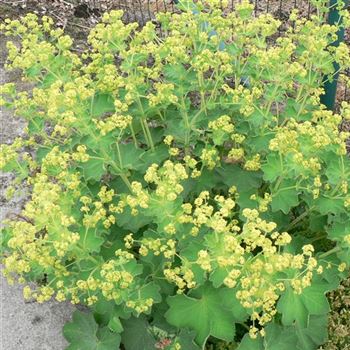 Alchemilla_mollis_Robusta_BM_Q3.jpg