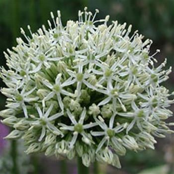 allium_mount_everest_GM_Q1.jpg